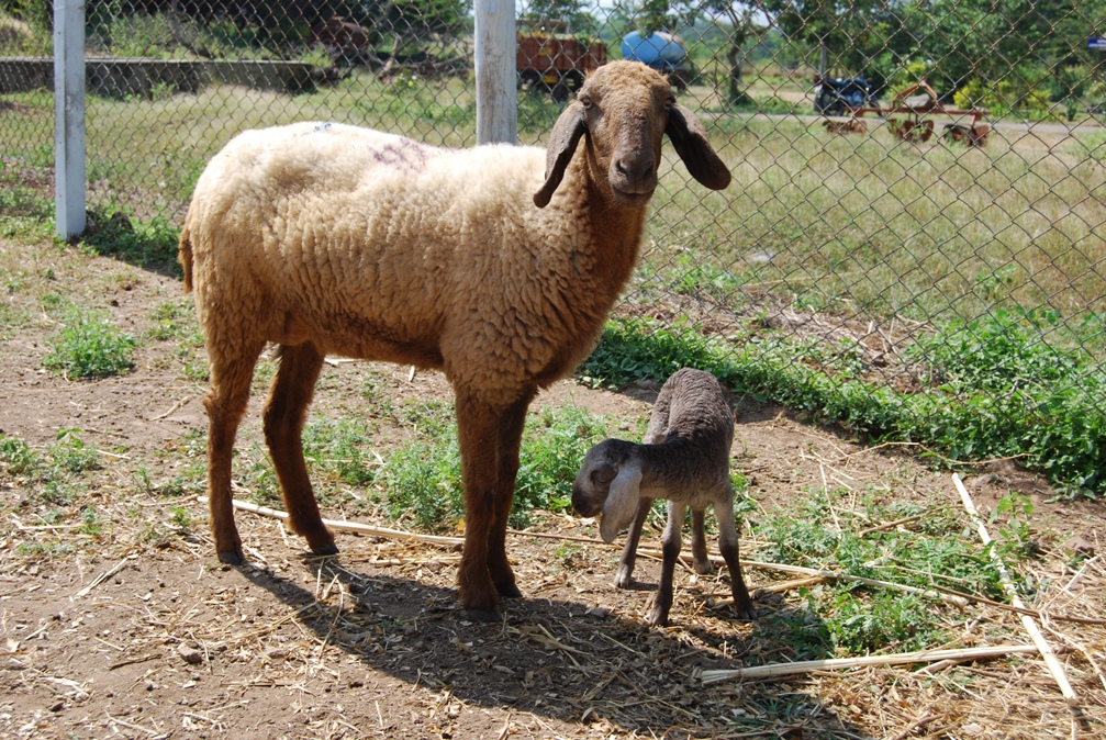 LRDTC KNPVC Deccani sheep
